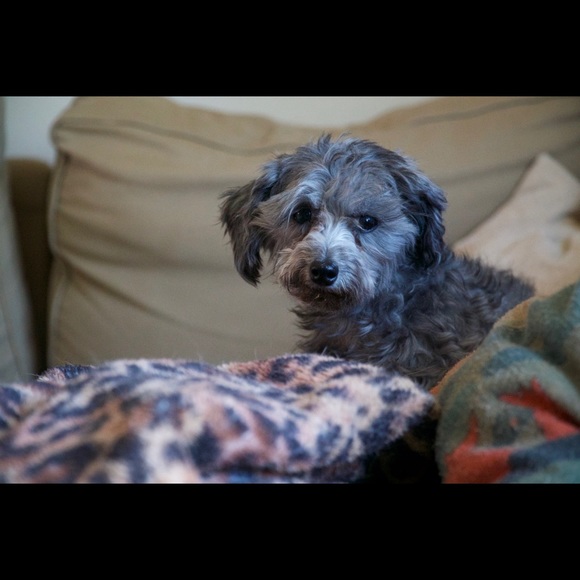 Meet your Posher, Shonin - Picture 1 of 1